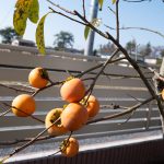 柿　231103 (1 - 1)